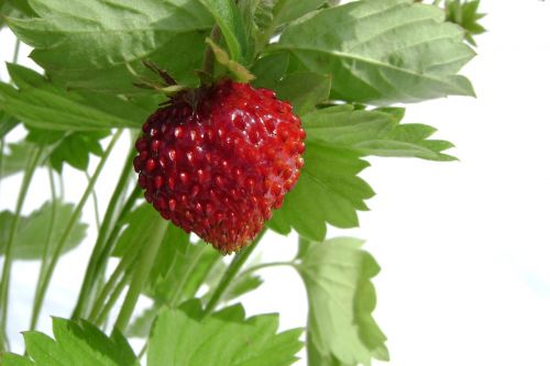 Fragaria Vesca, Vaisiai, Vasara, Atostogos, Gamta, Sodas, Saldus, Augalas