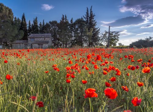 Ūkis, Laukiniai Tulpės, Languedoc, Aguona, Laukas, Pieva, Raudona, Gėlės