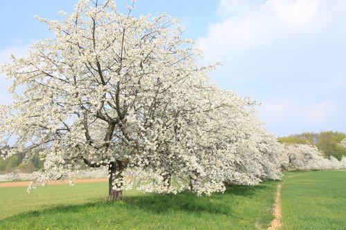 Frankonų Šveicarija,  Pavasaris,  Vyšnių Žiedas,  Kraštovaizdis,  Pobūdį,  Medis,  Vyšnios Medienos,  Gėlė,  Vaismedis