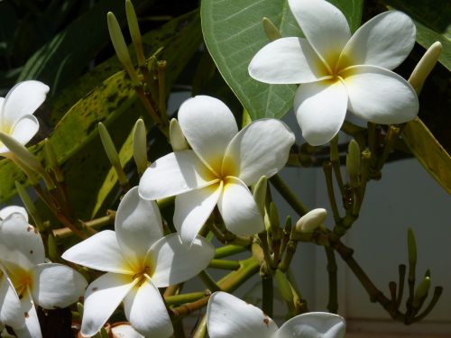 Frangipani, Gali Gėlė, Balta Gėlė, Egzotiškas, Havajų Kalba