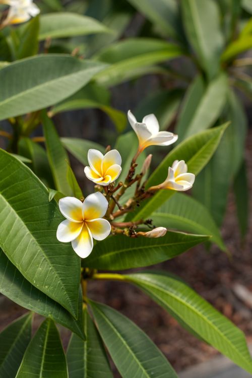 Frangipanni Gėlė, Karalienės Sodai, Townsville Queensland