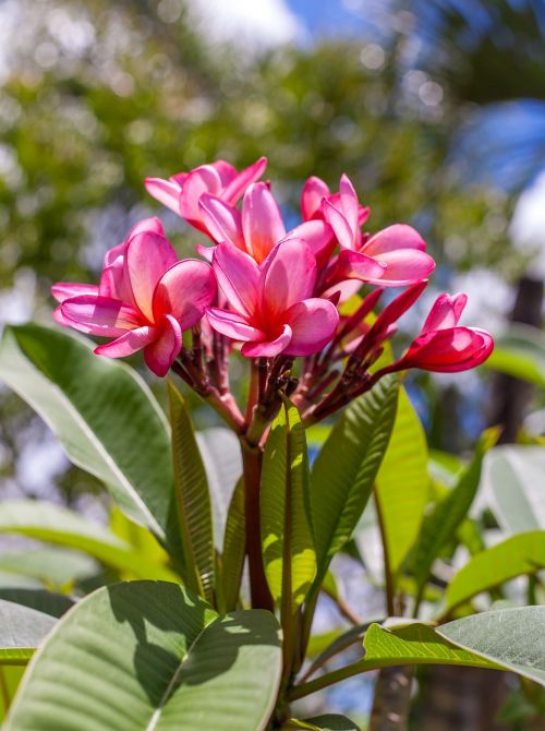 Frangipani Gėlė, Rožinės Ir Baltos Gėlės, Karalienės Sodai, Townsville Queensland