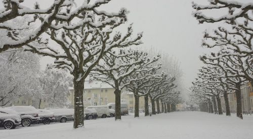 Frankfurtas, Hoechst, Sniegas, Žiema, Kraštovaizdis, Medžiai