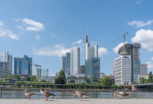 Frankfurtas, Miestas, Perspektyva, Architektūra, Panorama, Pastatas, Dangoraižis, Dangoraižiai, Šiuolaikiška, Pagrindinis, Pagrindinis Frankfurtas, Upė, Centras, Dangus, Biurų Pastatas, Vaizdas, Aukštybinis Frankfurtas, Frankfurto Miestas, Žąsys