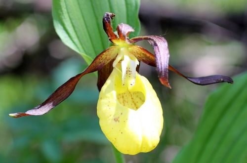 Frauenschuh, Gėlė, Orchidėja