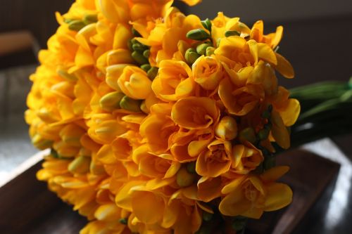 Frezijos,  Geltona Gėlė,  Pavasario Gėlės,  Gėlės,  Pradedi Džiaugtis,  Be Honoraro Mokesčio