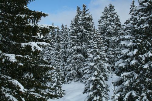 Prancūzakalbiai Šveicarija, Sniegas, Medžiai, Žiemą, Šaltas, Žiema, Miškas