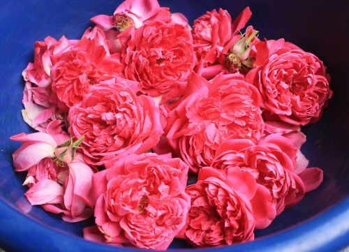Šviežios Rožės,  Popuriai,  Aromaterapija,  Gėlė