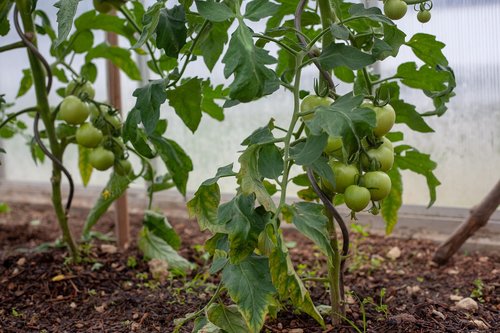 Kepti Žali Pomidorai,  Pomidorai,  Auginimas,  Krūmas,  Pačių Daržovės
