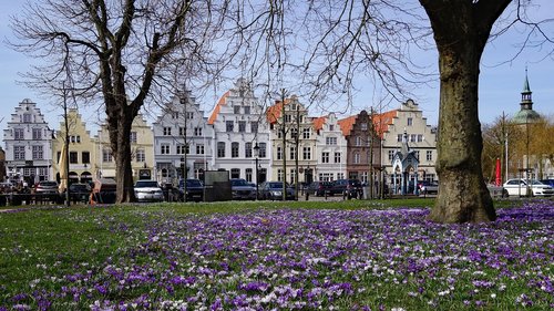 Friedrichstadt,  Crocus,  Crocus Gėlių,  Meklenburgas,  Šiaurės Jūros Pakrantė,  Olandų Miesto,  Gėlė
