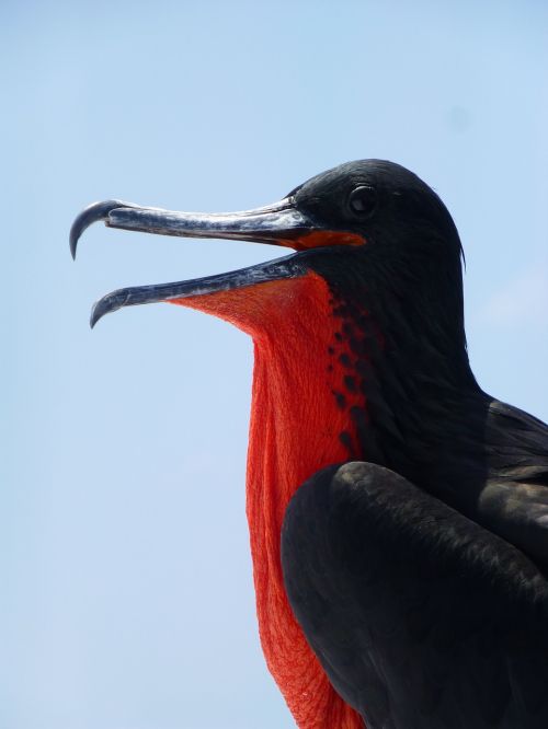 Fregata Paukštis, Fregatas, Galapagai, Jūros Paukštis, Ecuador