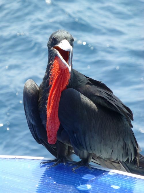 Fregata Paukštis, Fregatas, Galapagai, Jūros Paukštis, Ecuador