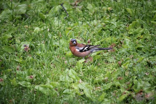 Fringilla Coelebs, Griuvėsiai, Paukštis, Coelebs, Fringilla, Laukinė Gamta, Gamta, Laukiniai, Natūralus, Paukščių Stebėjimas, Buveinė, Plunksna