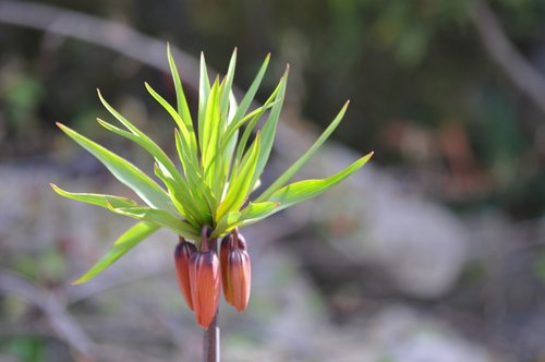 Fritillaria,  Imperinę Būklė Crown,  Gėlė,  Beveik,  Spalva,  Pobūdį,  Lelijos,  Liliaceae