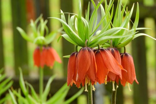 Fritillaria Imperialis, Lilium Persicum Sūnus, Lelija, Oranžinės Gėlės, Oranžinė Gėlė, Žydinčios Lelijos, Vainiko Imperijos, Šachmatų Gėlių Karališkoji