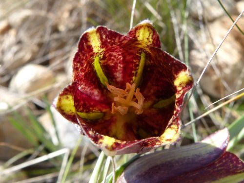 Fritillaria Messanensis, Fritillaria, Laukinė Gėlė, Anksčiau, Montsant