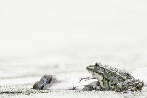 Varlė, Laukiniai Gyvūnai, Mare, Gyvūnai, Vanduo, Gyvūnas, Tvenkinys, Gamta, Amfibija, Didelis Raktas, Fauna