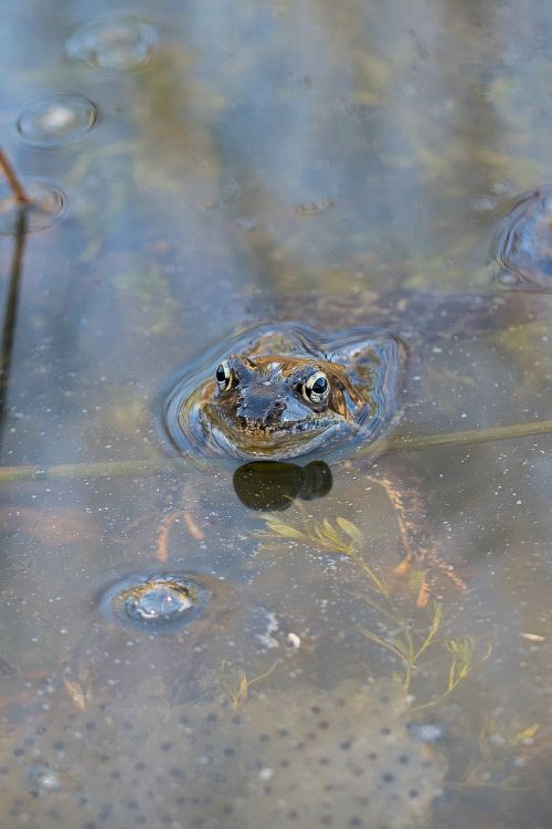 frog spawning water