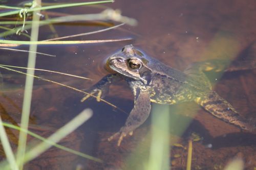 Varlė, Rupūžė, Ruda, Gyvūnas, Amfibija