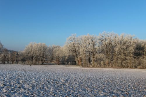 Šaltis, Miškas, Kraštovaizdis, Medžiai, Šaltas, Žiema, Ledinis, Gamta