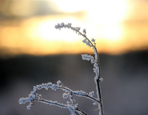 Šaltis, Auskaras, Žiema, Ledas, Eiskristalio, Rumex, Sušaldyta, Sniegas