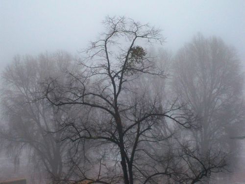 Šaltis, Žiemą, Žiemos Medžiai, Gamta