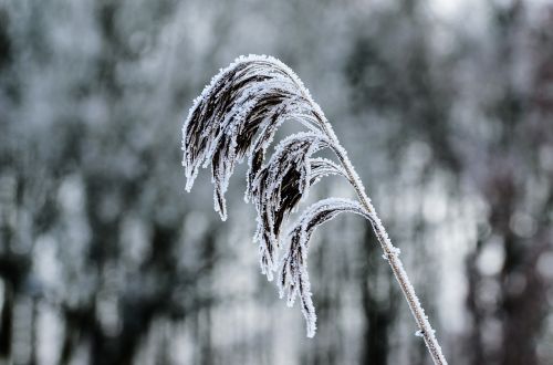 Šaltis,  Žiema,  Gamta,  Sniegas,  Be Honoraro Mokesčio