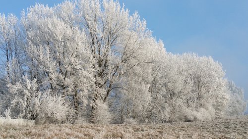Nuo Užšalimo,  Medis,  Žiemos,  Sniegas