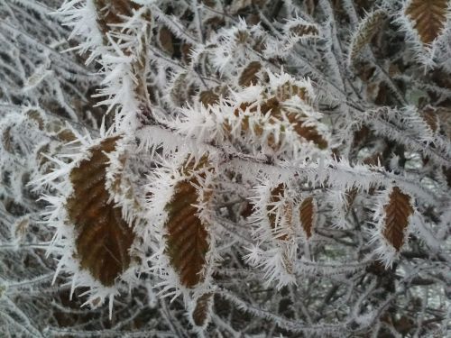 Šaltis, Lapai, Ledas, Žiema, Šaltas, Sausas, Eiskristalio, Užšalimo Temperatūra, Auskaras, Sušaldyta, Kritimo Lapija, Lapai