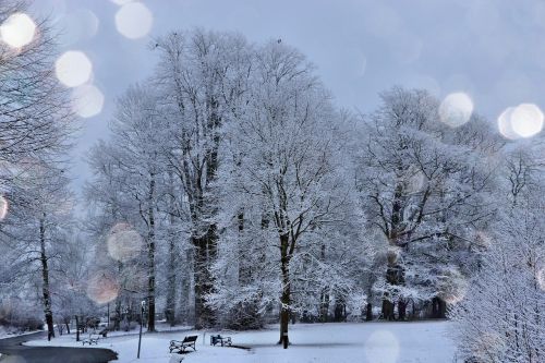 Šaltis Ant Medžių, Šviesus Sniegas, Miegantis Naktis