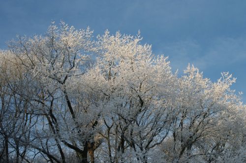 Sušaldyti Medžiai, Žiema, Žiemos Medžiai Platus Mėlynas Dangus, Žiemos Peizažas, Kalėdų Nuotrauka, Žiemos Scenos, Snieguotas Kraštovaizdis