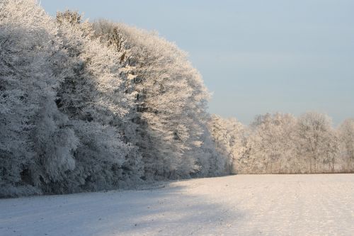 Sušaldyti Medžiai, Žiema, Žiemos Medžiai, Plieninis Mėlynas Dangus, Žiemos Peizažas, Kalėdų Nuotrauka, Žiemos Scenos, Snieguotas Kraštovaizdis