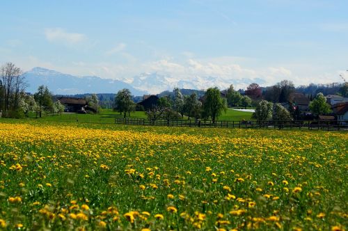 Fruelingswiese, Rigi, Alpių, Freiamt, Panorama