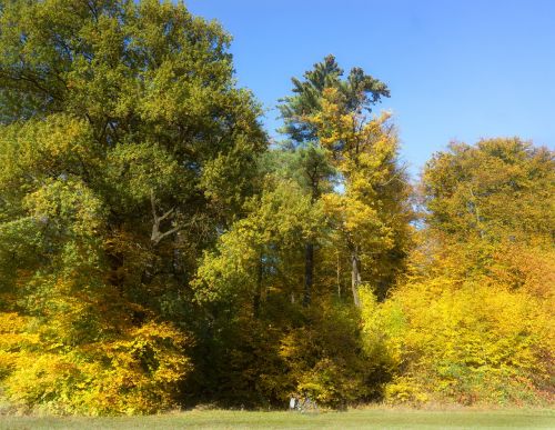 Früherbst, Miško Pakraštis, Lauke, Gamta, Dviratis, Pieva, Medžiai