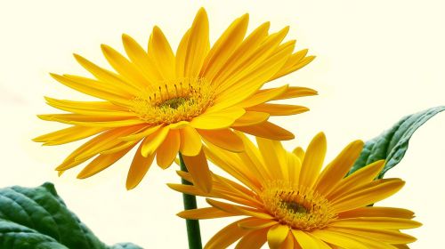 Gerbera, Frühlingsanfang, Geltona Gėlė, Pavasario Gėlė, Uždaryti, Ankstyvas Bloomer, Geltona