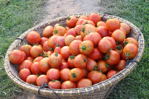 Vaisių,  Maisto,  Daržovių,  Sveiki,  Augti,  Pomidorai,  Kaimas Ūkininkavimas,  Žemdirbystė