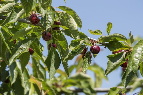 Vaisių,  Lapų,  Maisto,  Pobūdį,  Žemdirbystė,  Uoga,  Sezonas,  Vyšnia,  Vitaminas