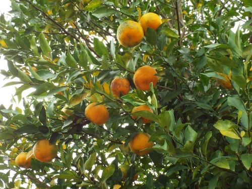 Vaisiai, Bergamotis, Mandarinas