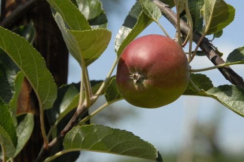 Vaisiai, Obuolys, Vaisiai