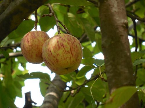 Vaisiai,  Obuolys,  Maistas,  Šviežias,  Sveikas,  Ekologiškas,  Mityba,  Natūralus,  Raudona,  Žalias,  Mityba,  Vegetariškas,  Lapai,  Gamta,  Saldus,  Vitaminas,  Prinokę,  Sultingas,  Spalva,  Žemdirbystė,  Skanus,  Vasara,  Šviežumas,  Dieta,  Valgyti,  Augalas,  Medis,  Žaliavinis