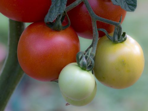 Pomidorai, Daržovės, Tomatenrispe, Panicle, Santvaros