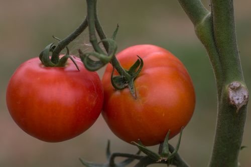 Vaisiai, Pomidorai, Tomatenrispe, Makro