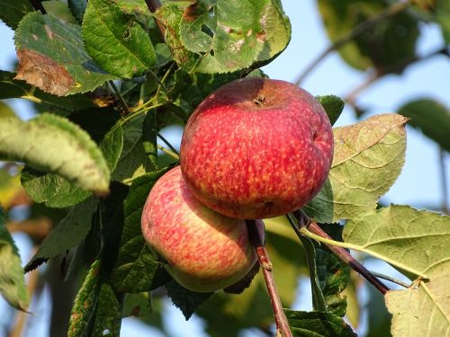 Obuoliai, Vaisiai, Ruduo, Gruzija