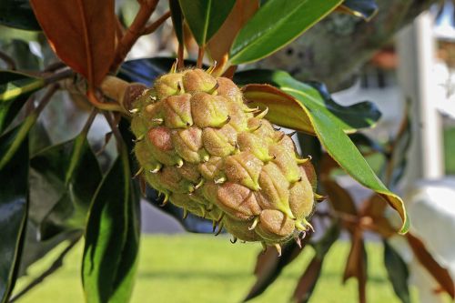Vaisių Magnolija, Ananasų Sėklos, Medis, Šiaurės Amerikietiška Augmenija, Gamta