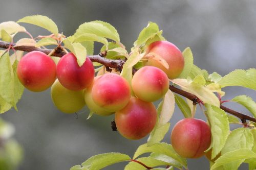 Vyšnių Slyva, Geltonos Slyvos, Vaismedis, Filialas, Vaisiai, Vasara, Vaisių Sodas, Prunus Cerasifera