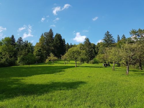 Vaisių Medžiai, Eglė, Vasaros Pieva, Pieva, Ganykla, Dangus, Kalnų Pieva, Vasara, Gamta, Kraštovaizdis, Žolė, Žalias, Bavarija, Alpių, Kalnų Papėdijos, Viršutinė Bavarija, Šešėlis