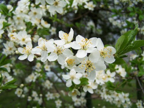 Žydėti Vaismedžiai, Balta Gėlė, Pavasaris