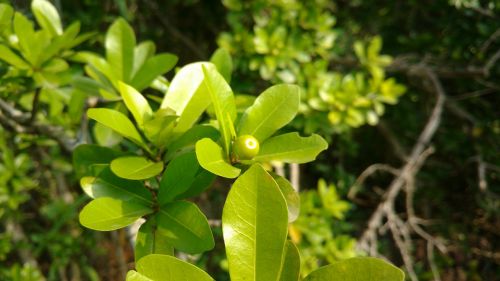 Vaisiai, Augalai, Lapai