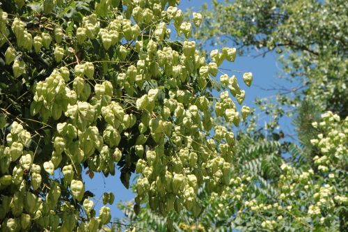 Vaisiai, Auksinis, Koelreuteria, Paniculata, Lietus, Medis, Augalai