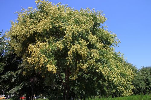 Vaisiai, Auksinis, Koelreuteria, Paniculata, Lietus, Medis, Augalai